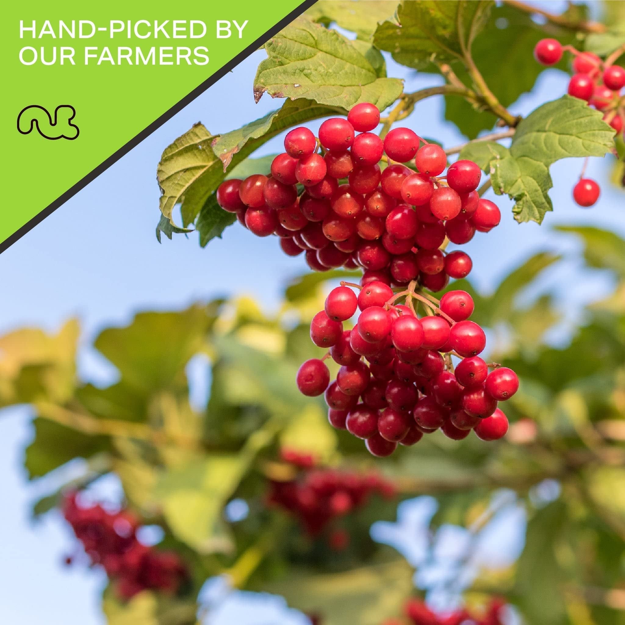 Whole Dried Cranberries