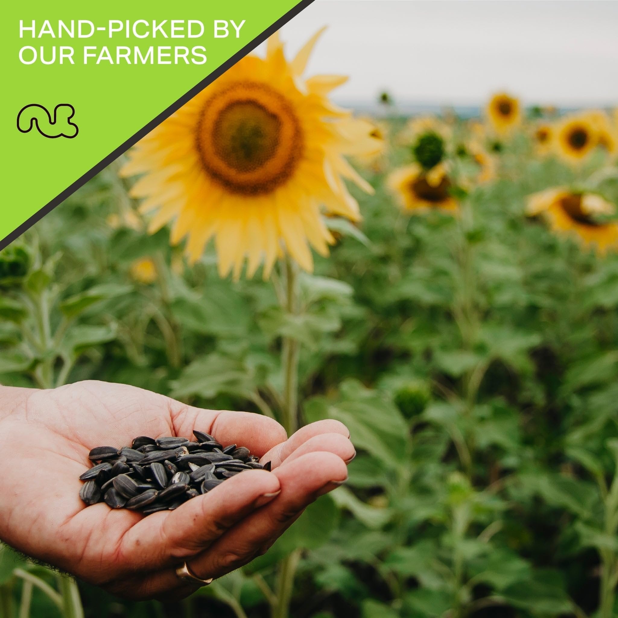 Roasted Salted Sunflower Seeds