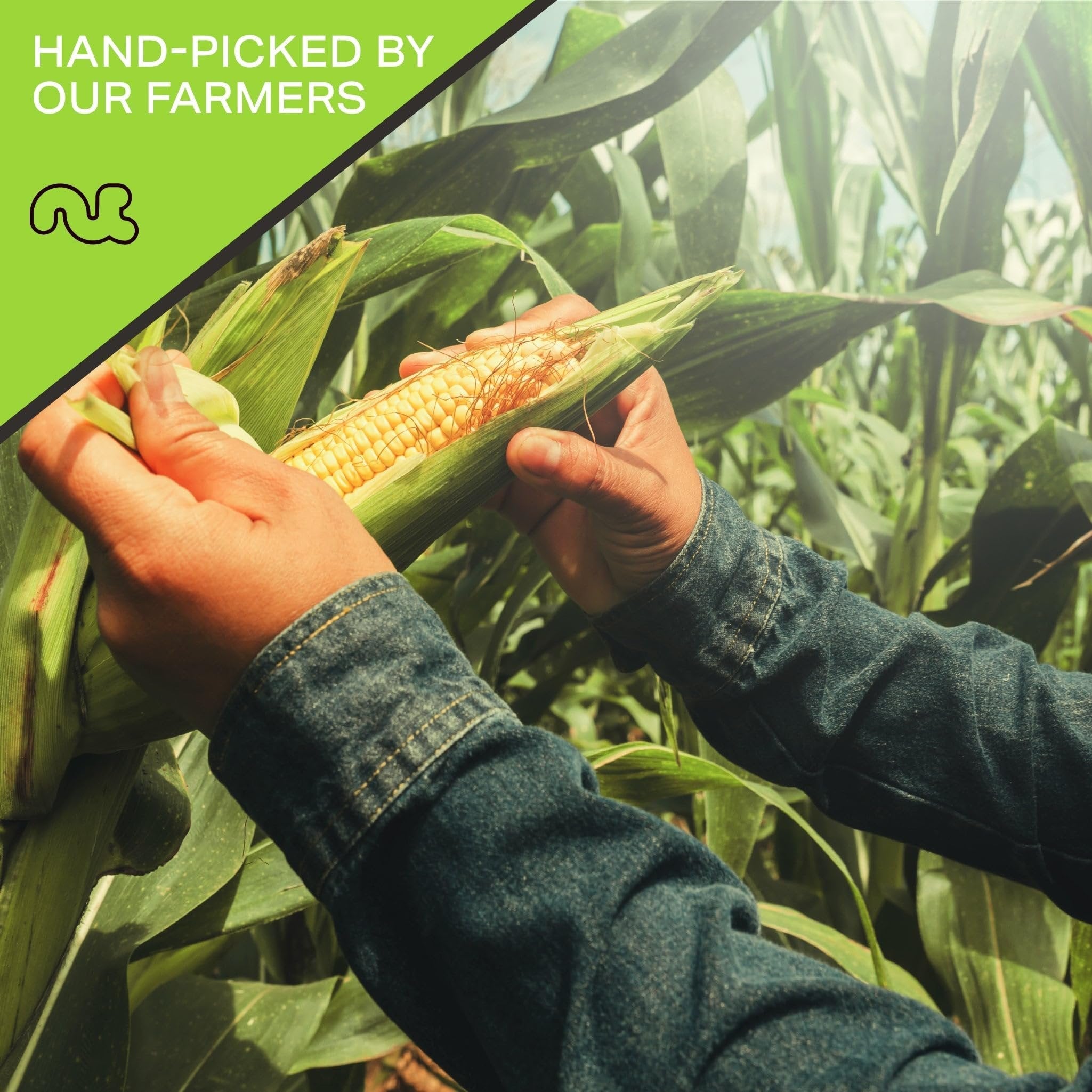 Toasted Crunchy Corn Kernels